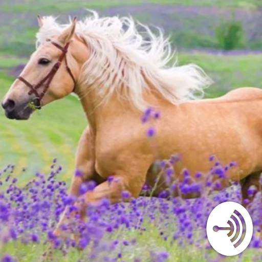 Why do horses stand sleeping?