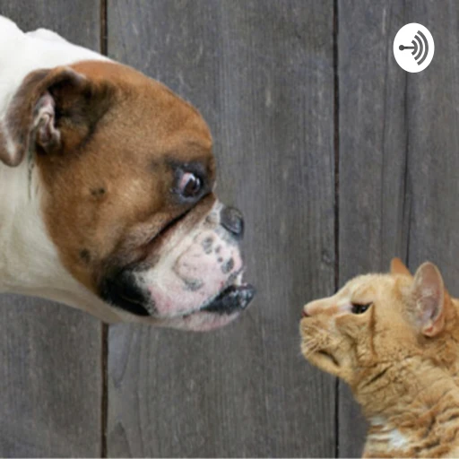 Why Dogs are Better Than Cats