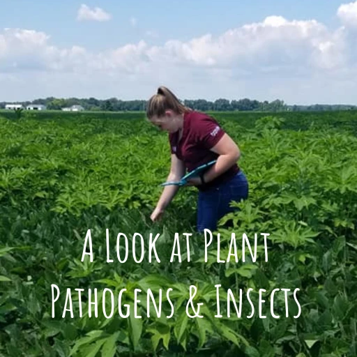 A Look at Plant Pathogens & Insects