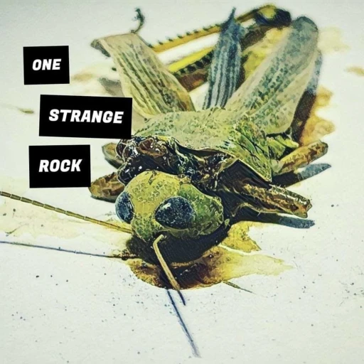 One Strange Rock