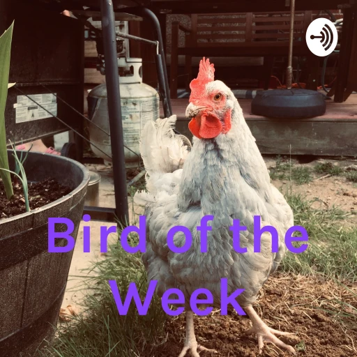 Bird of the Week