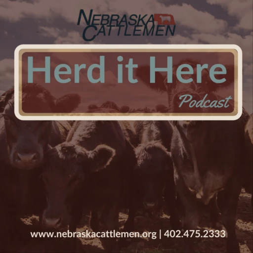 Herd it Here with Nebraska Cattlemen