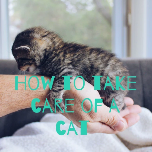 How to take care of a cat