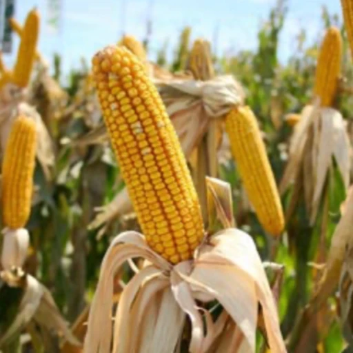 The Maize in Us All