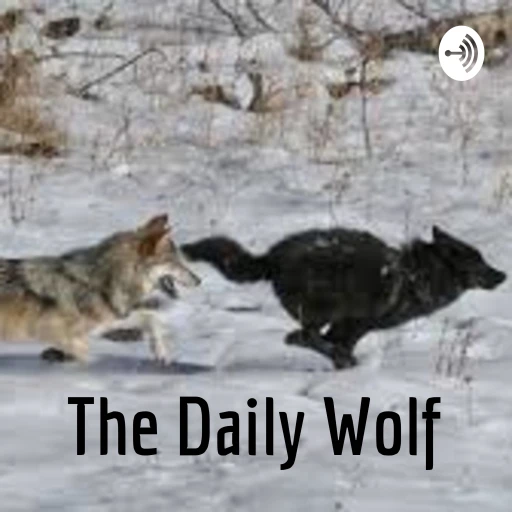 The Daily Wolf