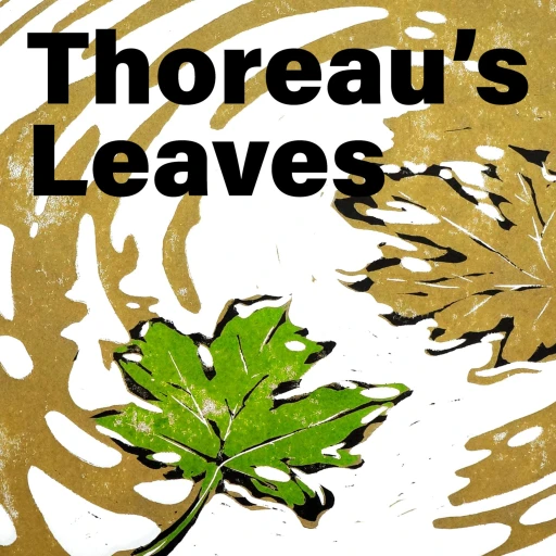 Thoreau’s Leaves: the Thoreau podcast