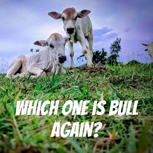 Which One is Bull Again?