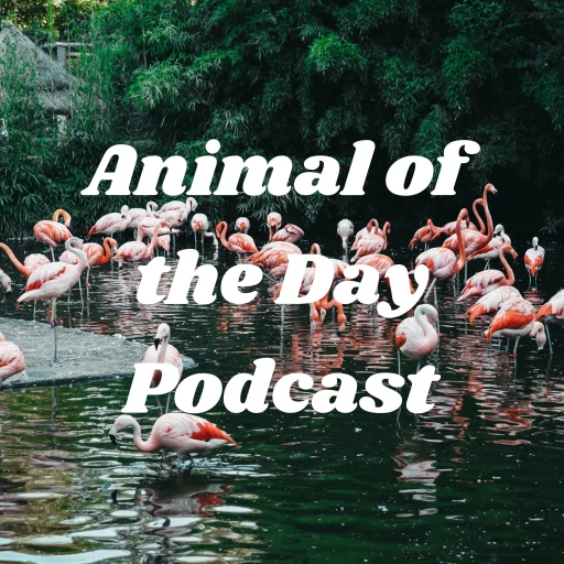 Animal of the Day Podcast