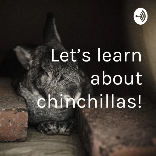 Let’s learn about chinchillas!