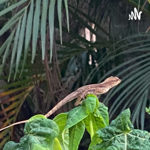 The grasshopper looking at life in and from Jamaica