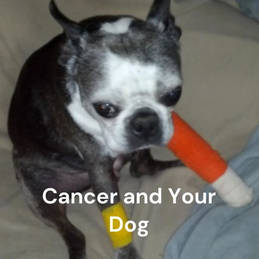 Cancer and Your Dog – What You Should Know – What You Can Do