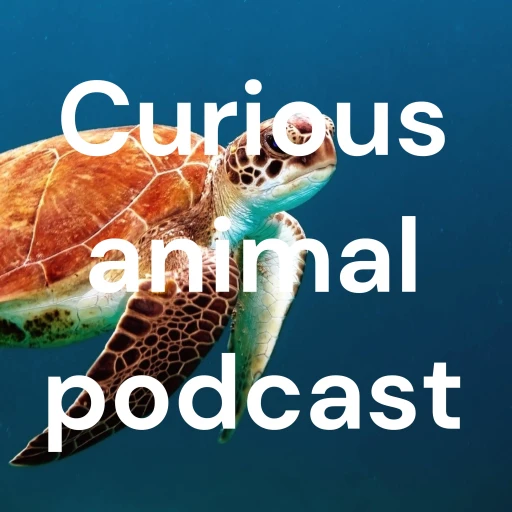 Curious animal podcast