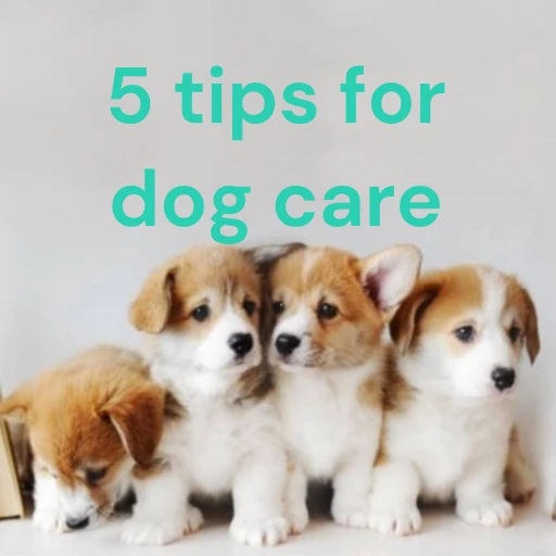 5 tips for dog care