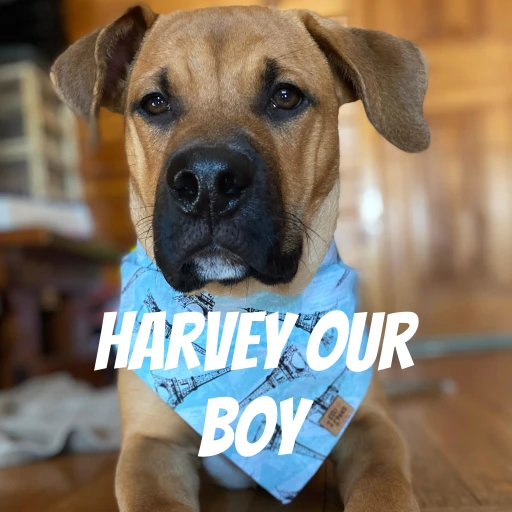 Harvey Our Boy