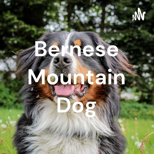 Bernese Mountain Dog