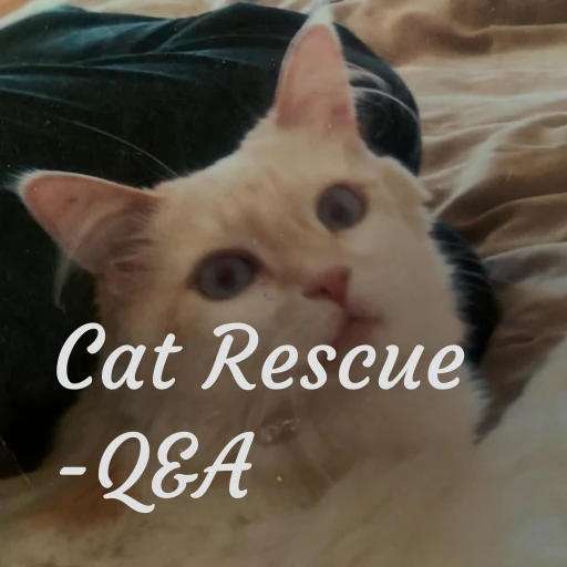 Cat Rescue Q&A