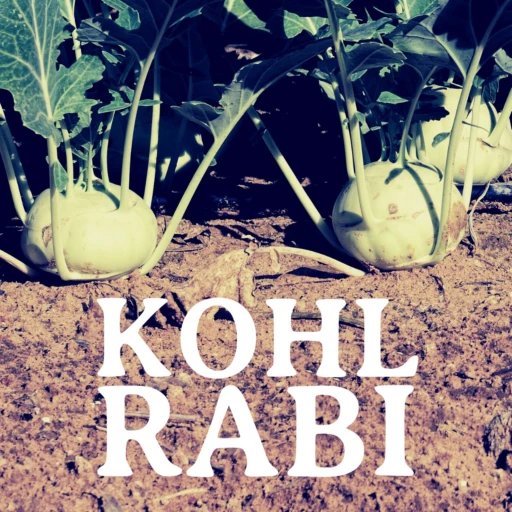 KOHLRABI | farmers, chefs and the stories of our food |