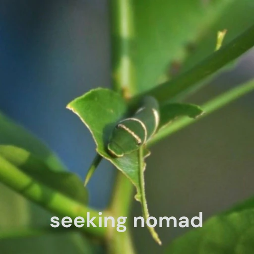 Seeking Nomad – life and its reflection. I just raise questions. You go within to find the answers.