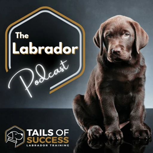 The Tails of Success Podcast – All about Labradors