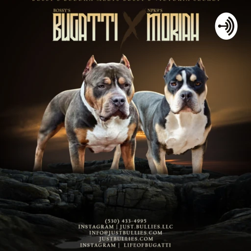 Just Bullies American Bully Podcast