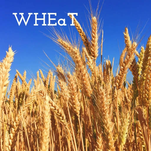 WHEaT – Where Heaven and Earth are Touching