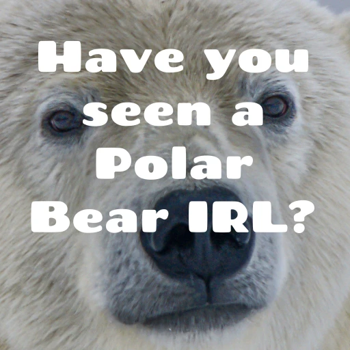 Have you seen a Polar Bear IRL?